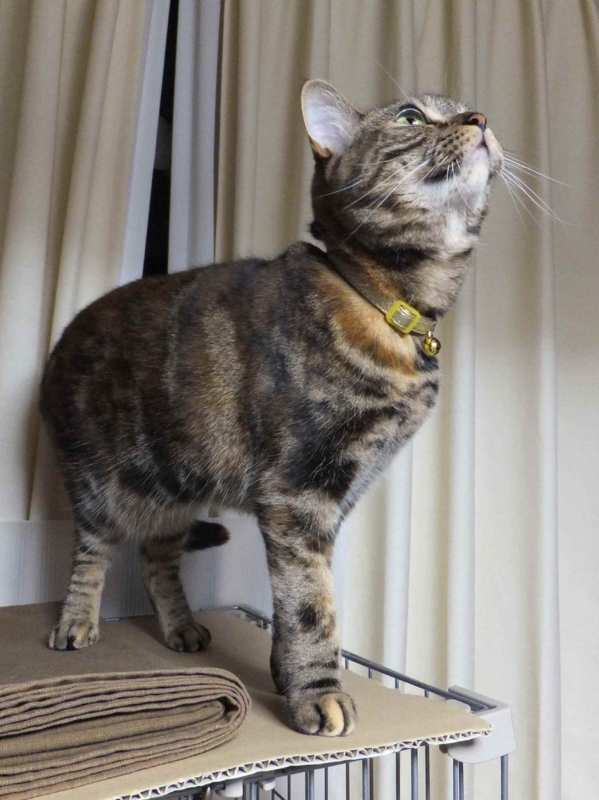 f:id:A-chi:20130411232707j:image:w360