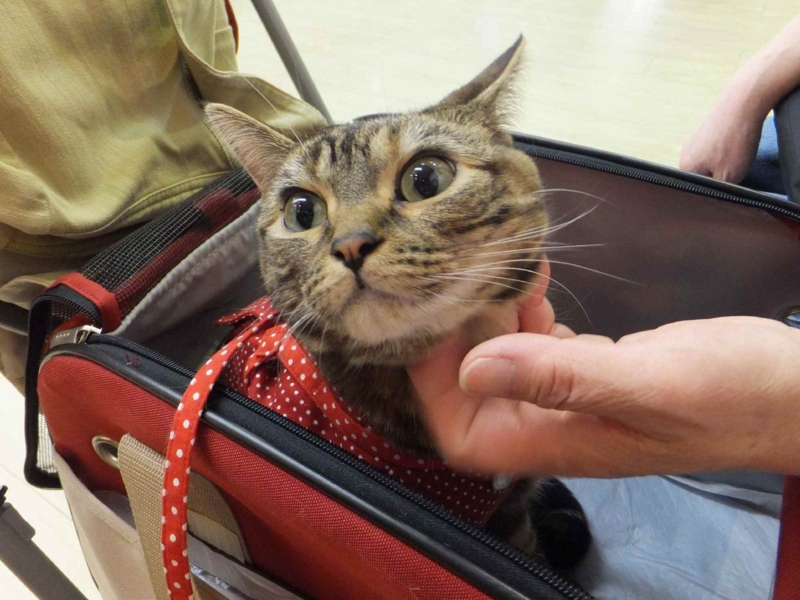 f:id:A-chi:20130414234129j:image:w360