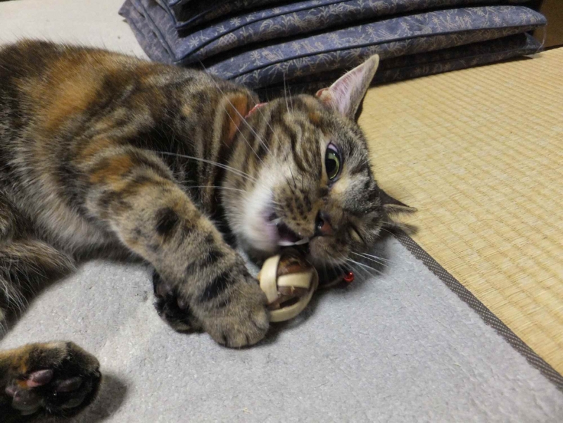 f:id:A-chi:20130421020229j:image:w360