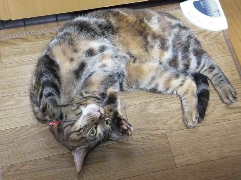 f:id:A-chi:20130501000125j:image:w360