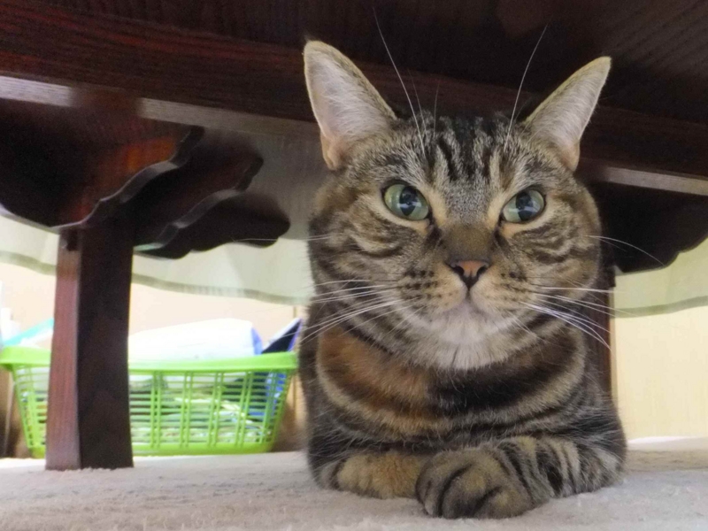 f:id:A-chi:20130502014500j:image:w360