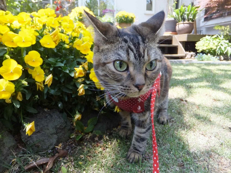 f:id:A-chi:20130507000201j:image:w360