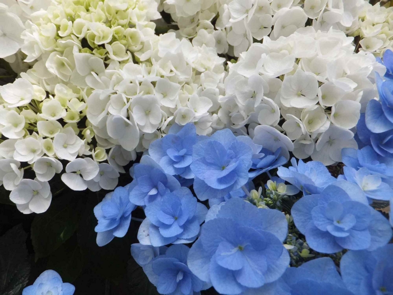 f:id:A-chi:20130604002138j:image:w360