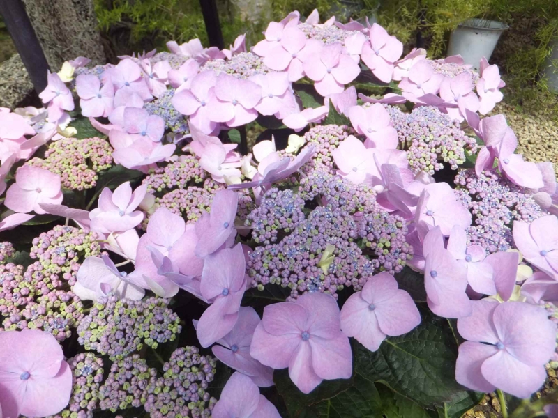 f:id:A-chi:20130604002139j:image:w360