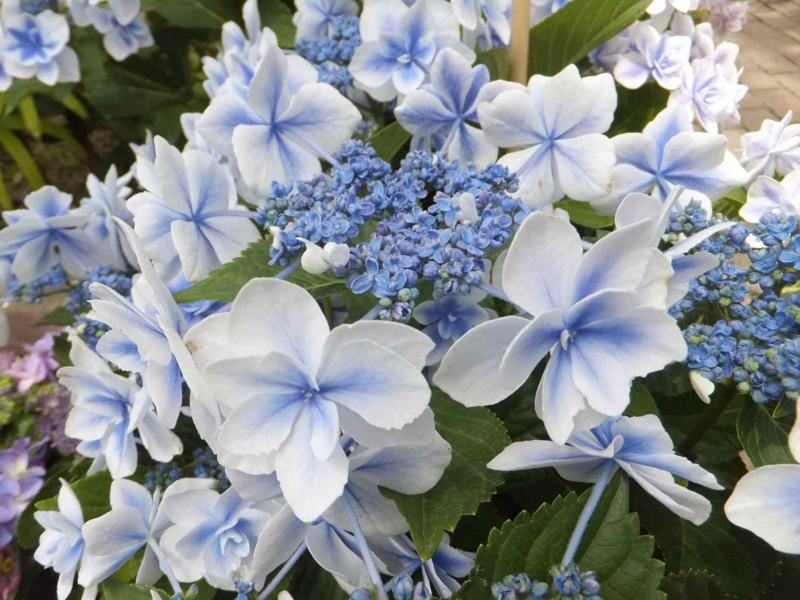 f:id:A-chi:20130604002140j:image:w360