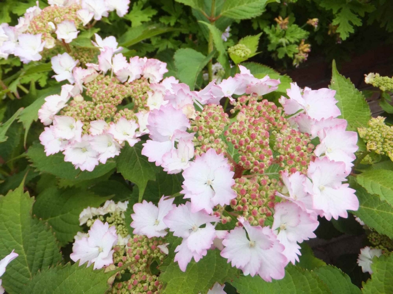 f:id:A-chi:20130604002142j:image:w360