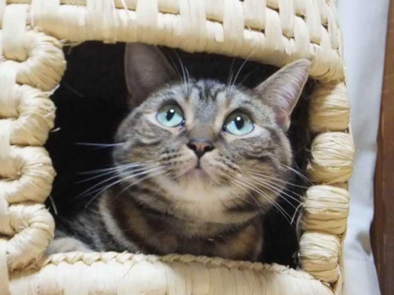 f:id:A-chi:20130613013708j:image:w360