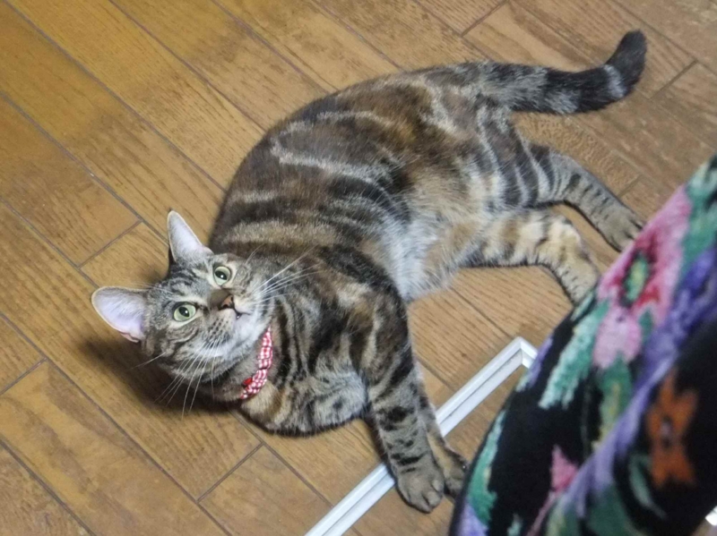 f:id:A-chi:20130621011430j:image:w360