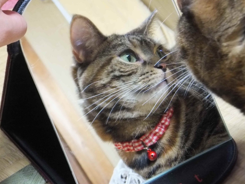 f:id:A-chi:20130701020039j:image:w360