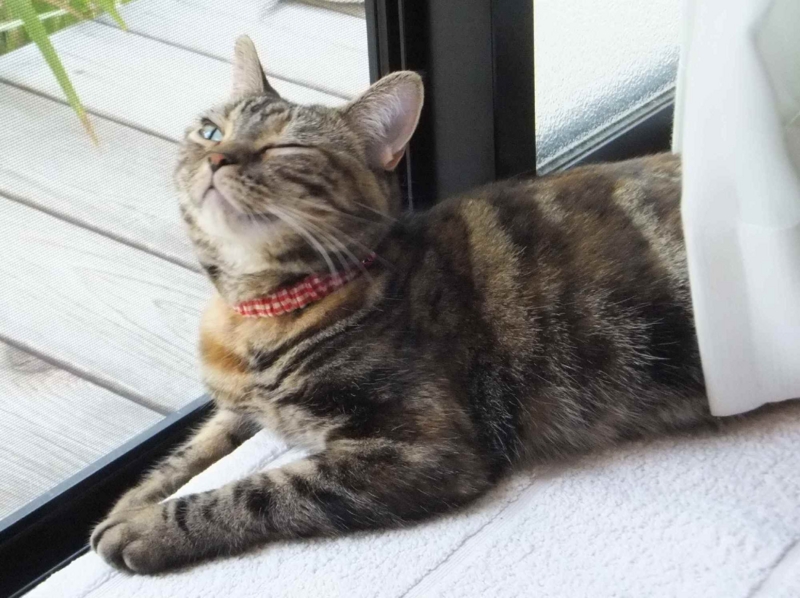 f:id:A-chi:20130819012725j:image:w360