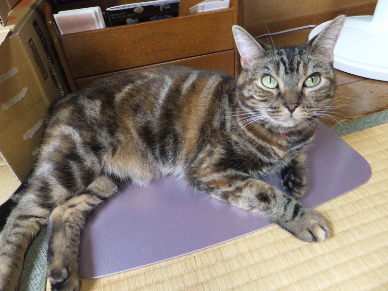 f:id:A-chi:20130823012427j:image:w360