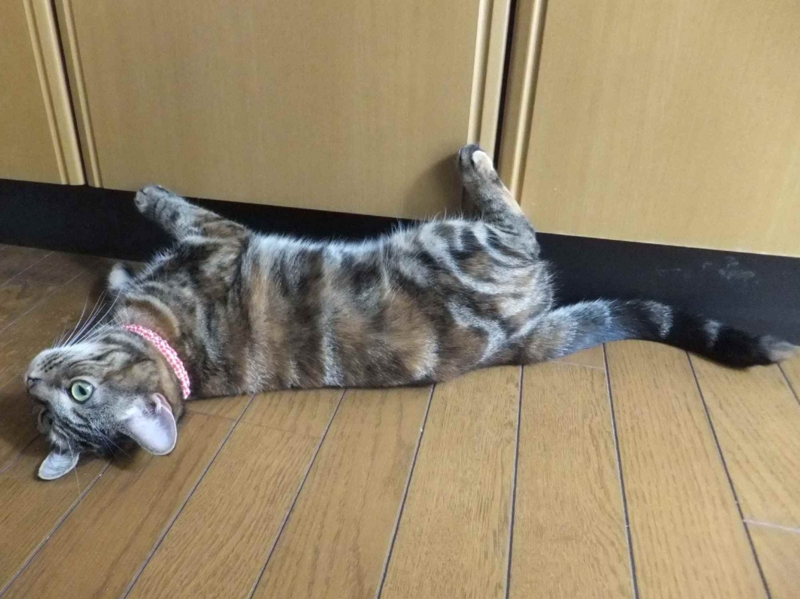 f:id:A-chi:20130824010302j:image:w360