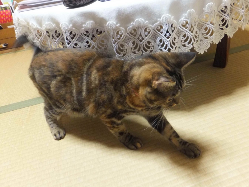 f:id:A-chi:20130829235102j:image:w360