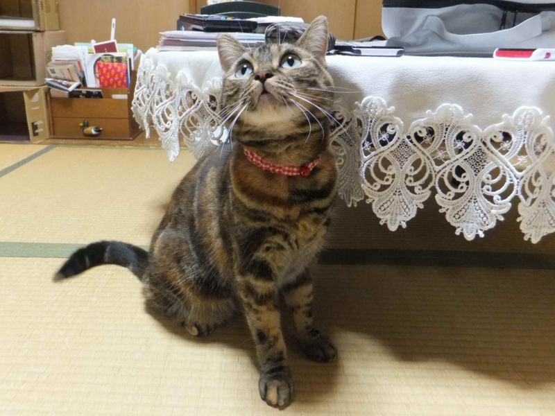 f:id:A-chi:20130829235103j:image:w360