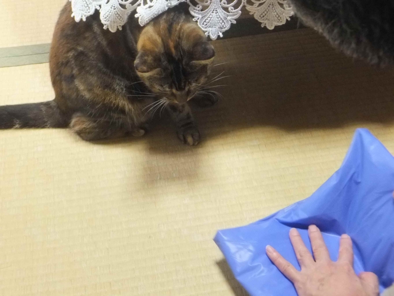 f:id:A-chi:20130919002357j:image:w360