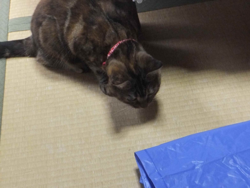 f:id:A-chi:20130919002358j:image:w360