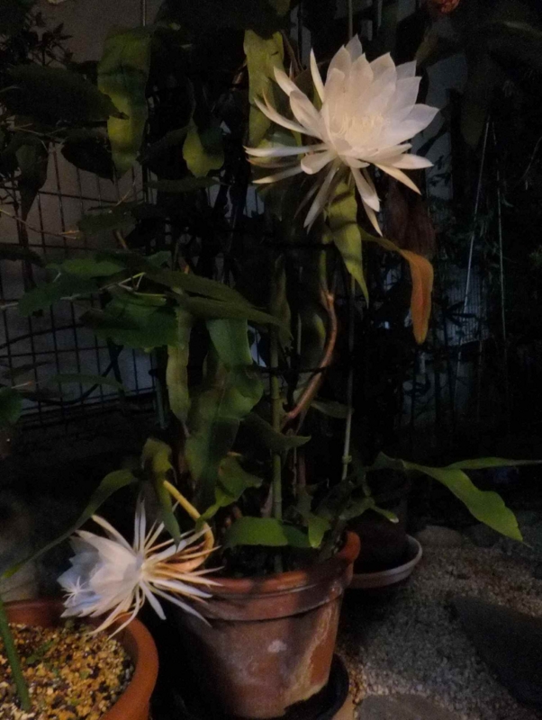 f:id:A-chi:20130920011114j:image:w360