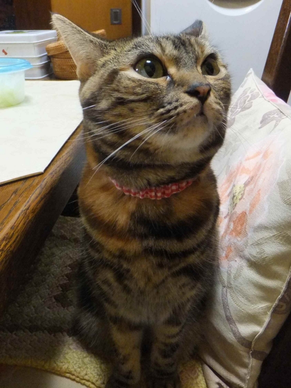 f:id:A-chi:20131102012221j:image:w360