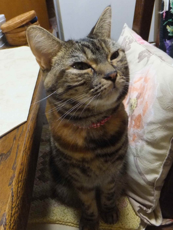 f:id:A-chi:20131102012222j:image:w360