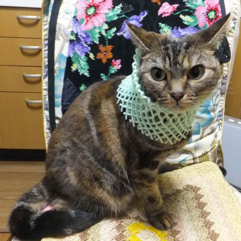 f:id:A-chi:20131120015438j:image:w360