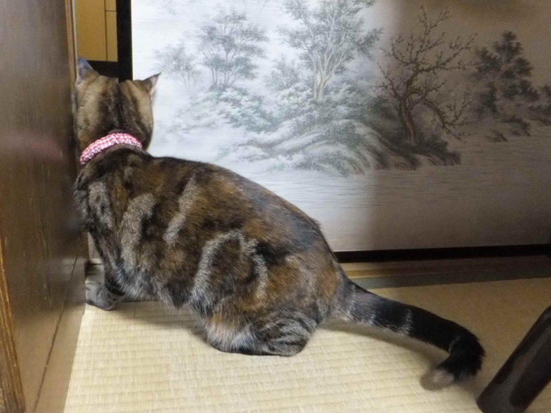 f:id:A-chi:20131123003230j:image:w360