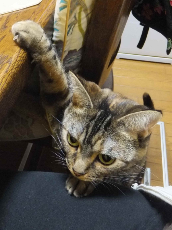 f:id:A-chi:20131126000506j:image:w360