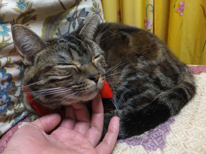 f:id:A-chi:20131207024943j:image:w360