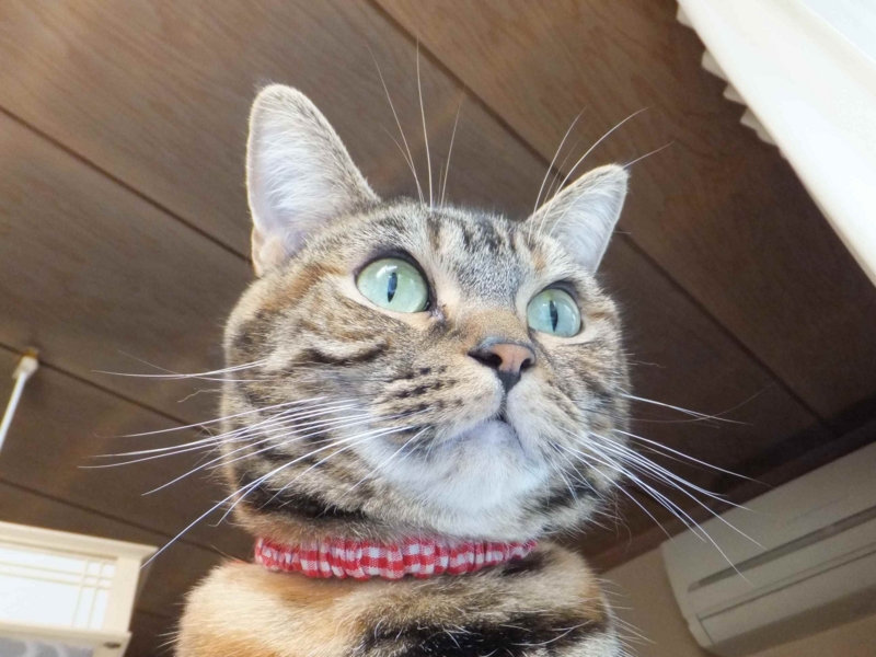 f:id:A-chi:20131208230145j:image:w360