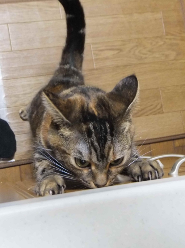 f:id:A-chi:20131211014609j:image:w360