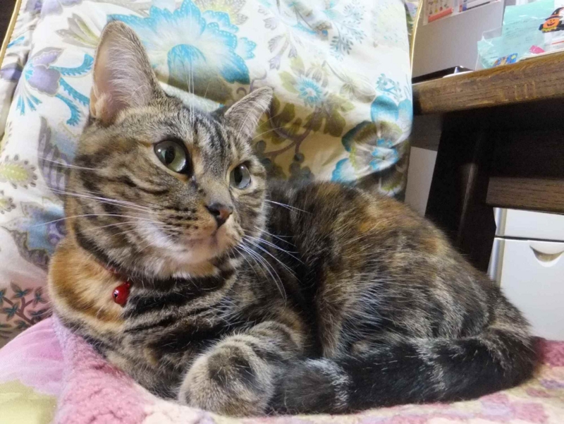 f:id:A-chi:20131212015801j:image:w360