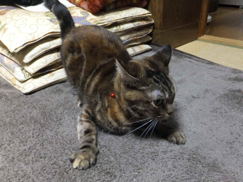 f:id:A-chi:20131222021154j:image:w360