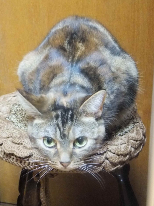 f:id:A-chi:20140127023709j:image:w360