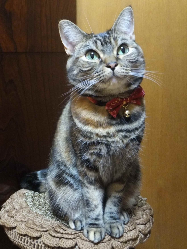 f:id:A-chi:20140206233821j:image:w360