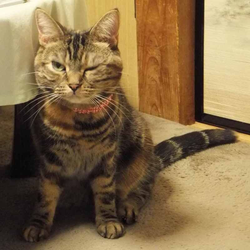 f:id:A-chi:20140328005335j:image:w360