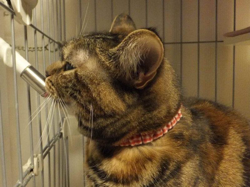 f:id:A-chi:20140330005614j:image:w360