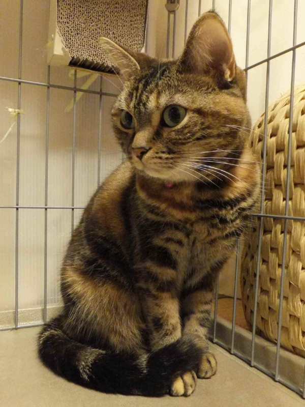 f:id:A-chi:20140401014034j:image:w360