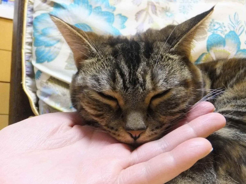 f:id:A-chi:20140408021614j:image:w360