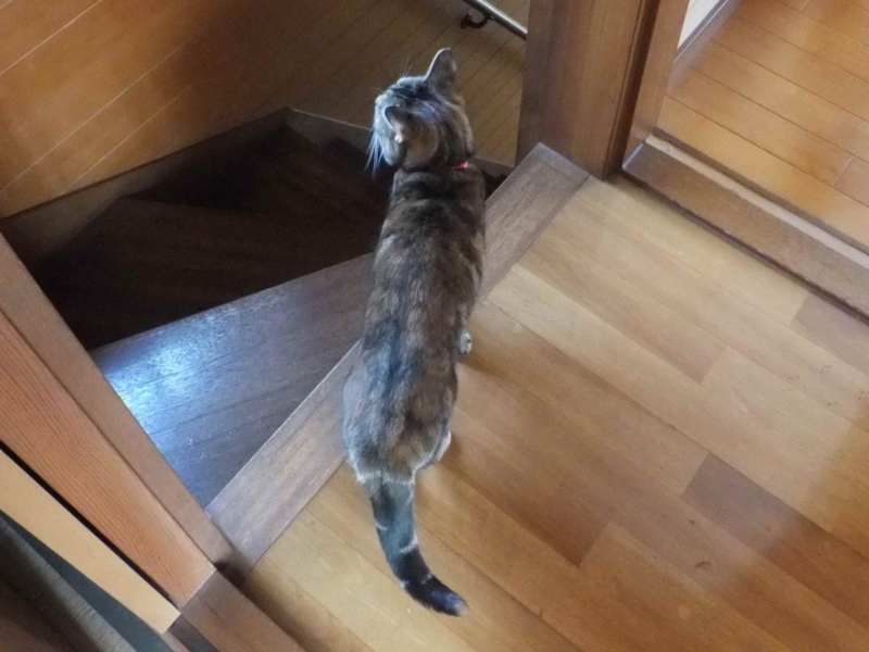 f:id:A-chi:20140413010225j:image:w360