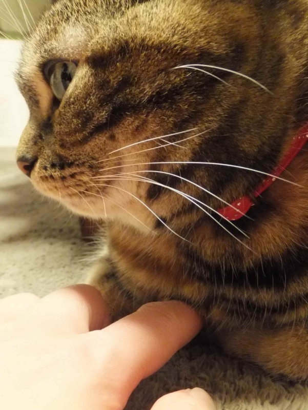 f:id:A-chi:20140419020024j:image:w360