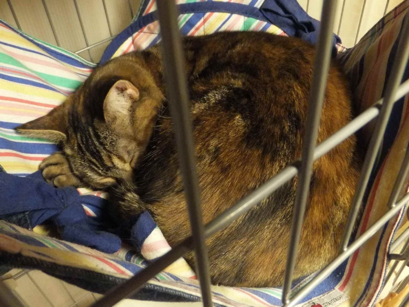 f:id:A-chi:20140515015009j:image:w360