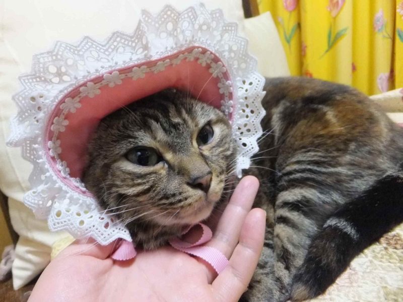 f:id:A-chi:20140524015443j:image:w360