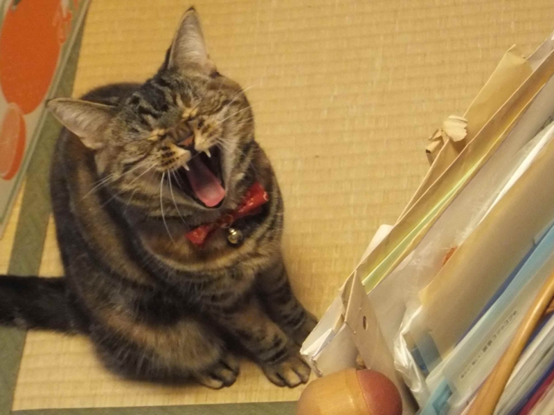 f:id:A-chi:20140608022853j:image:w360