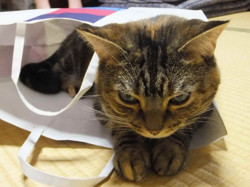 f:id:A-chi:20140609015810j:image:w360