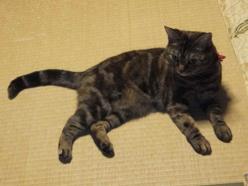 f:id:A-chi:20140628013741j:image:w420