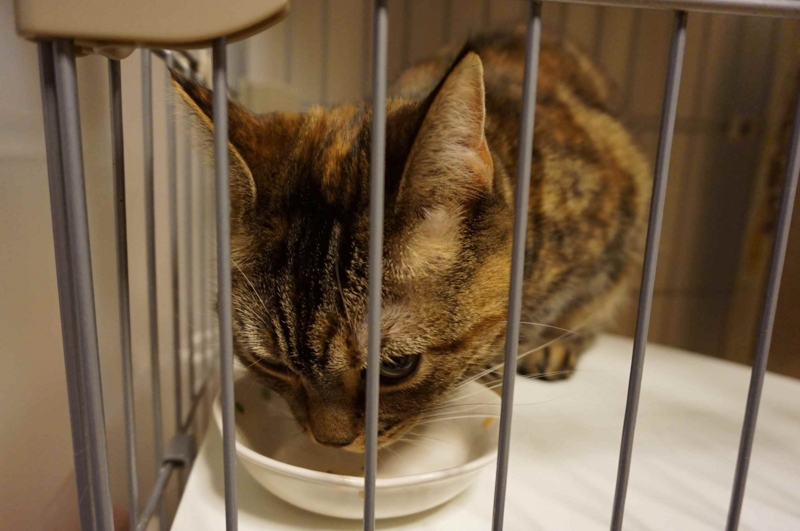 f:id:A-chi:20140702013841j:image:w420