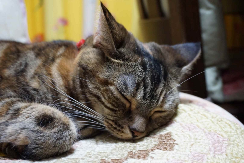 f:id:A-chi:20140814013055j:image:w420