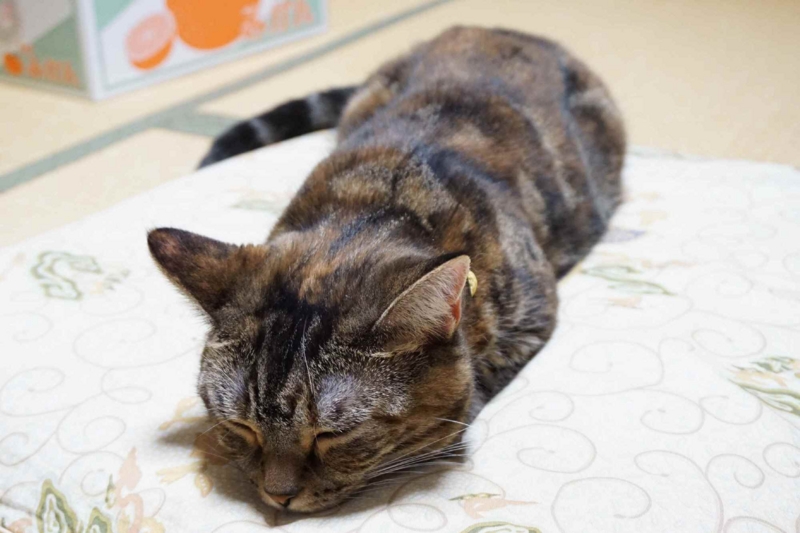 f:id:A-chi:20140909005051j:image:w420