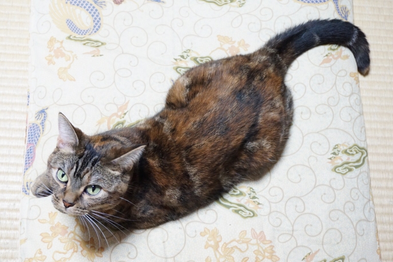 f:id:A-chi:20140911012242j:image:w420