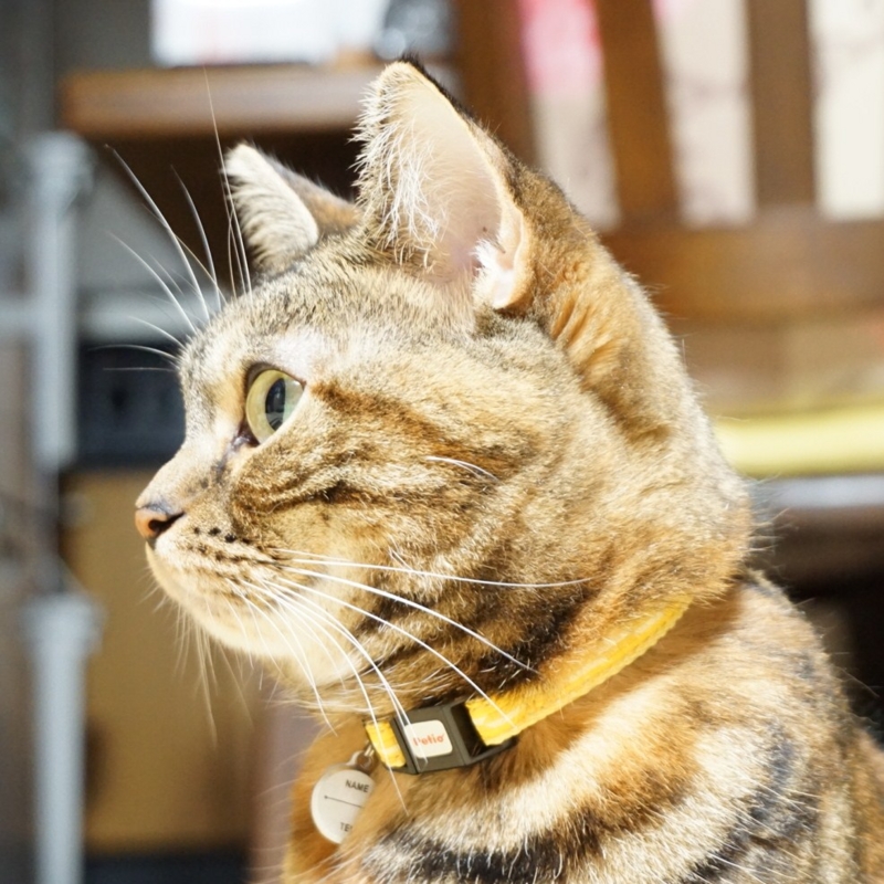 f:id:A-chi:20140914011507j:image:w360