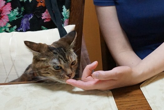 f:id:A-chi:20140926005033j:image:w420